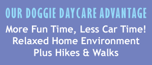 Doggie Daycare Advantage